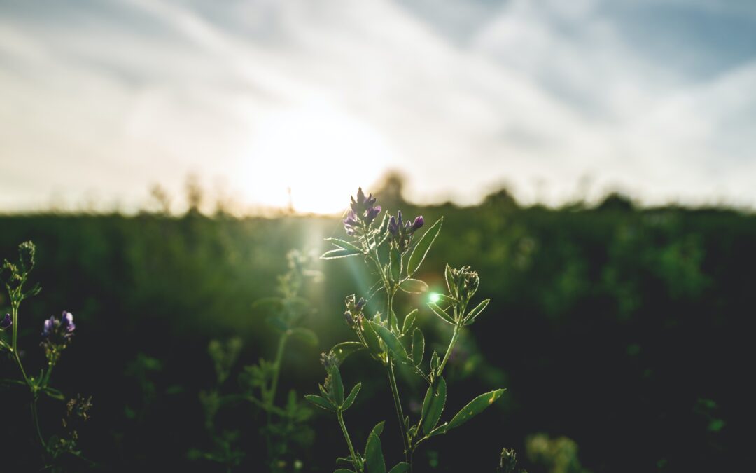 Vitamina D e patologias autoimunes